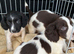 Springer spaniel puppies