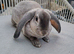 Mini lops/ plush lops