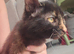 Maine Coon female ( 6 months old )