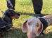 2 dachshunds