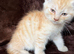 Maine Coon Cross Kittens x 2 Boys