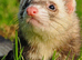 Ferrets 2x girls for sale in Basingstoke