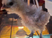 Silkie x copper maran chicks