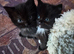 Kittens need forever home