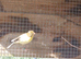 Spanish timbrado cock birds