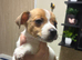 Jack Russell pups