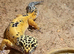 Male Lepord gecko
