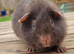 Beautiful Baby guinea pigs for sale