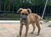German Shepherd x Boxer