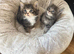 Maine coone/ British shorthair kittens