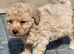 Cute baby poochons