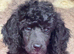 Standard poodles Fully health tested