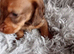 Kc Miniature wire haired dachshund pups