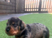 Beautiful miniature Schnoxie