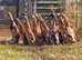 Trios RARE Fawn Indian Runner Ducks