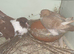 Hana pouter breeding pair