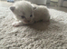 Four kittens