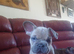 STUNNING FLUFFY FRENCH BULLDOGS!!!