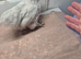Group of lavender pekins
