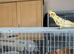 Handreared young cockatiel £60