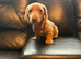 4 beautiful pups from litter of 6 ready to leave