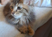XXL Maine Coon Kittens.