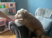 Male cockapoo
