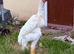 WHITE SHAMO CHICKENS AVAILABLE