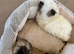 Teddy bear face puppy Pomeranian