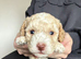 Miniature F1b Cockapoo Puppies - Apricot & White