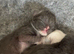Ragdoll blue mitted kittens born 10/07/26