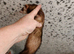 Polecat micro/whippet Jill - 18months old