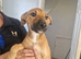 Staffy x saluki pups for sale