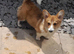 Full KC,4 yr old corgi girl