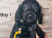 Adorable cockapoo puppies