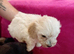 Toy poodles