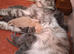 Tica Registered Maine coon kittens