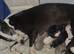 Absolutely stunning purebred Whippet puppy