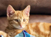 Ginger male available 3
