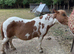 Skewbald Mare