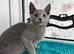 Loving, cuddly pedigree Russian Blue