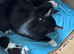 Black and white kittens looking for 5* homes