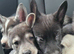 Shepsky puppies