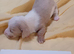 *Outstanding* Dachshund puppies 13th June