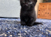 Kittens for Sale