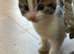 4 kittens available now