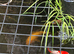 Clearing out pond - sell all together