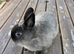 Pure netherland dwarf buck
