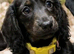 Bonnie. Long hair black brindle