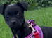 Gorgeous Sprite is ready for her home!